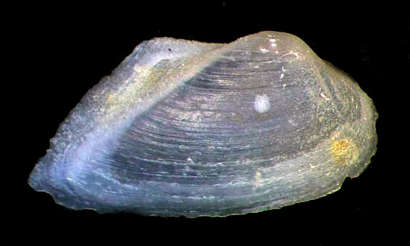 Saxicavella jeffreysi o Basterotia angulata?